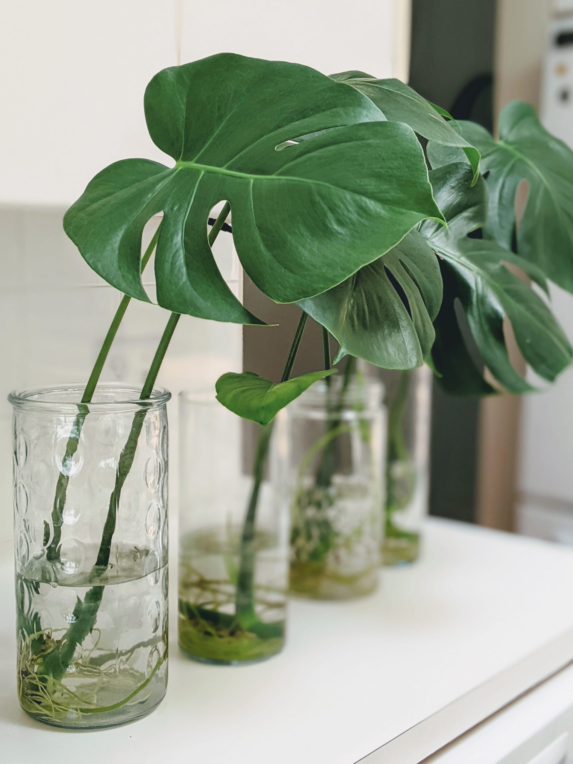 How To Propagate A Monstera In Water In Easy Steps Tips For Success