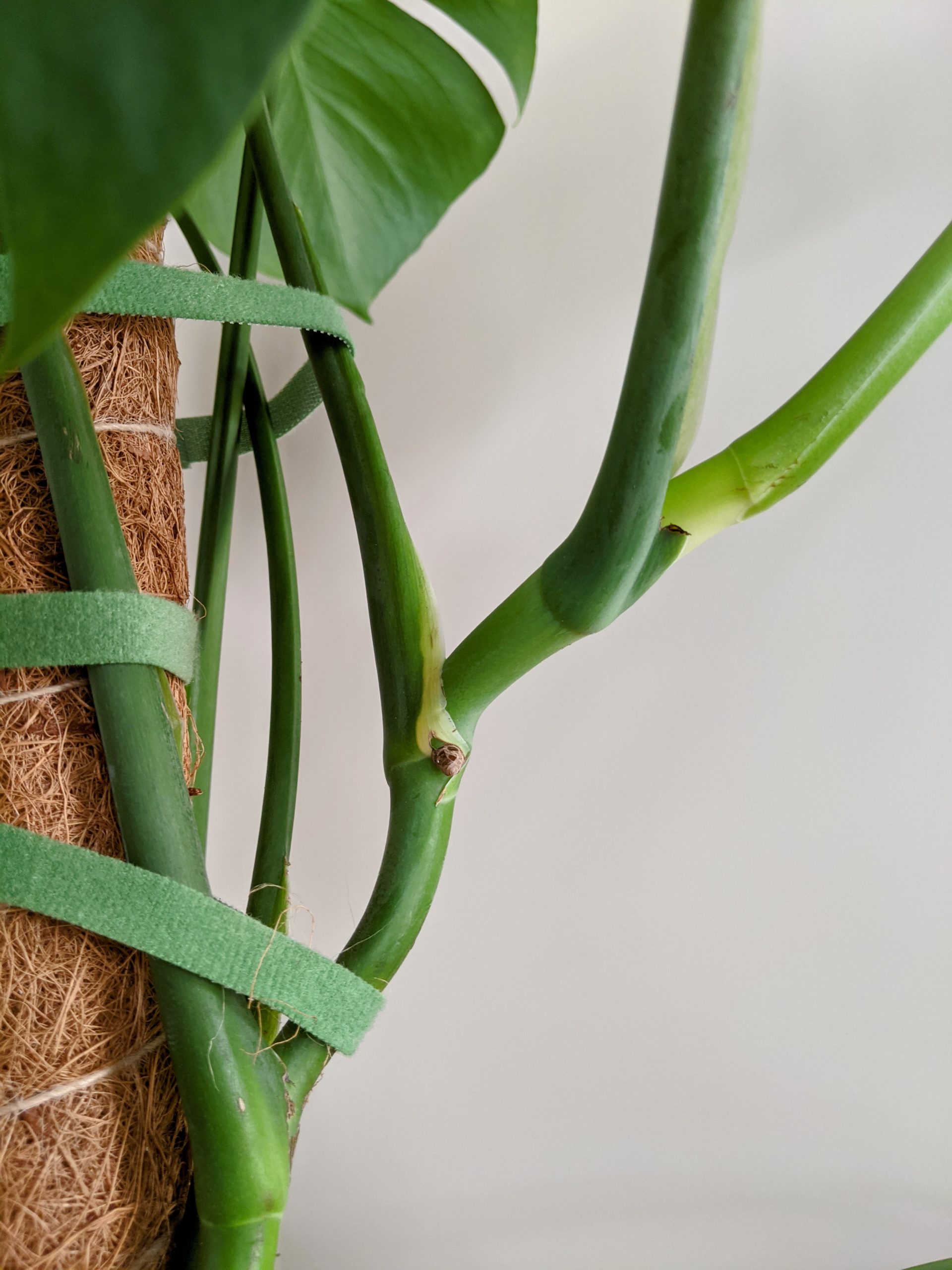 How To Propagate A Monstera In Water In Easy Steps Tips For Success