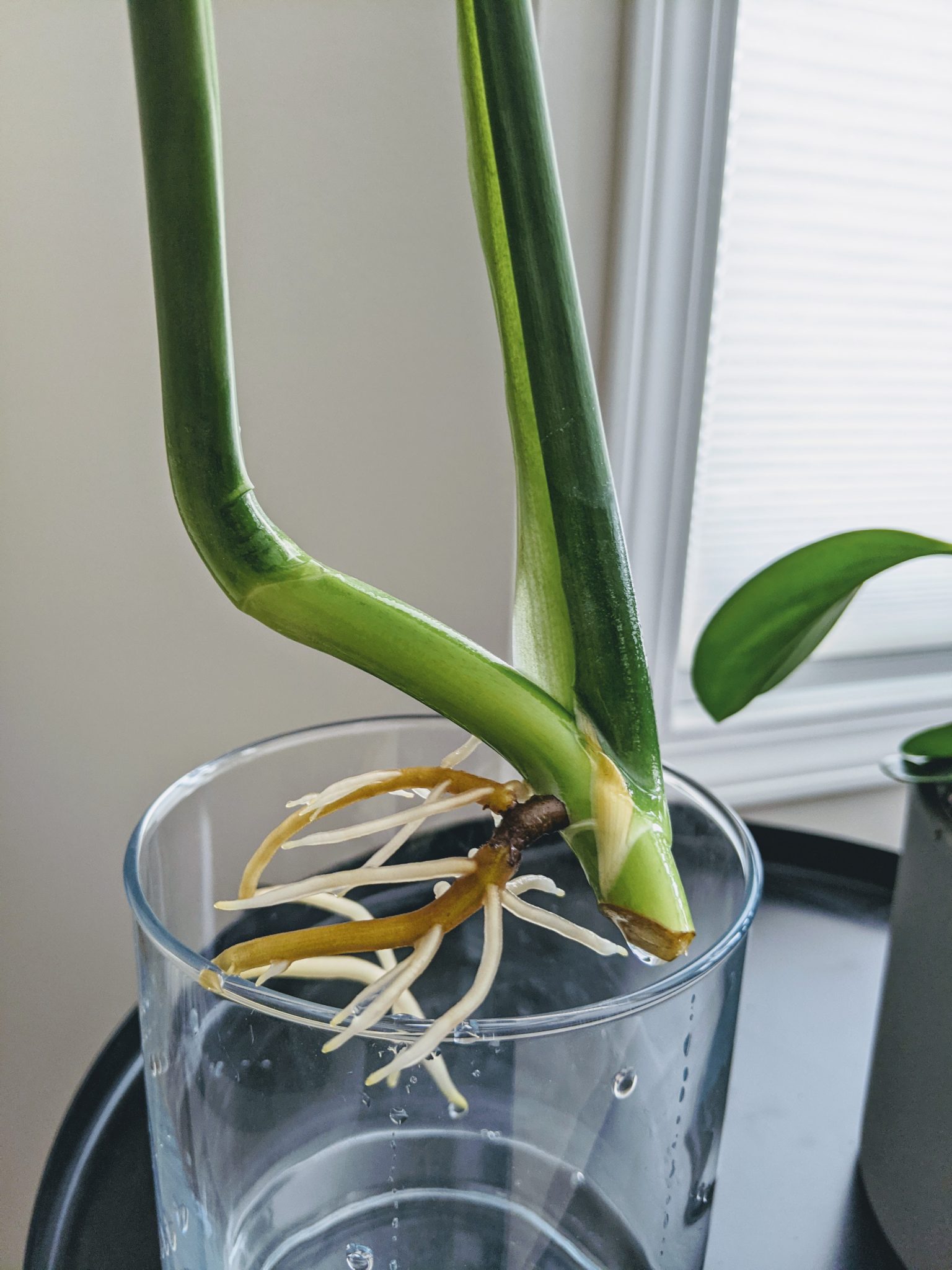 How To Propagate A Monstera In Water In Easy Steps Tips For Success