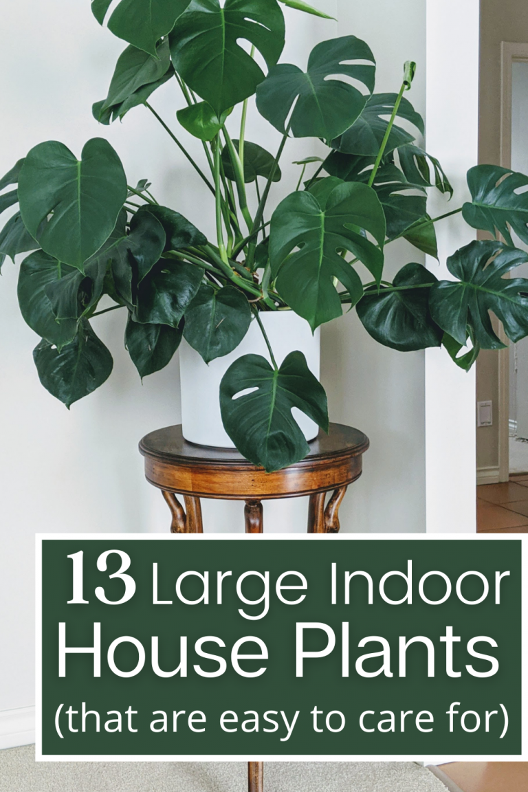 The 13 Best Large Houseplants (that anyone can keep alive) - Potted Pixie