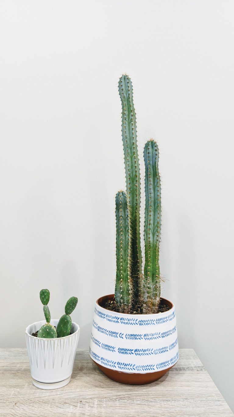 Uncovering the Spiritual Meaning of Cacti and What They Symbolize