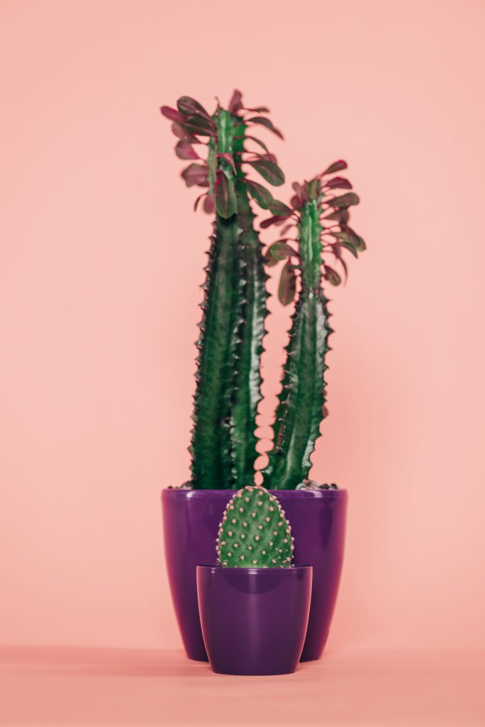 two cacti in purple pots on a pink background