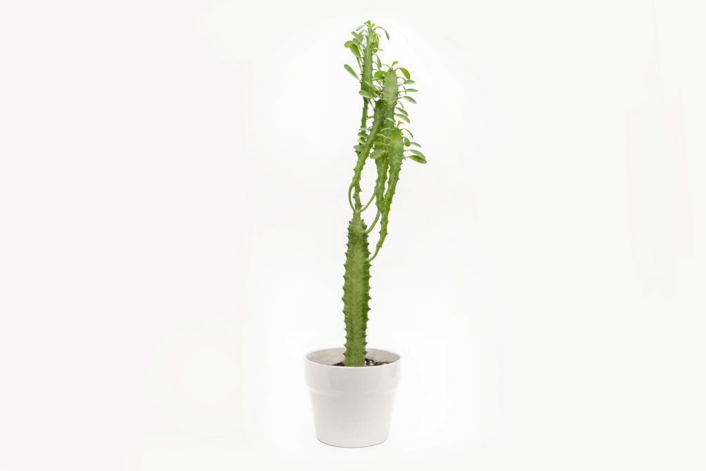 a tall green succulent in a white pot on a white background