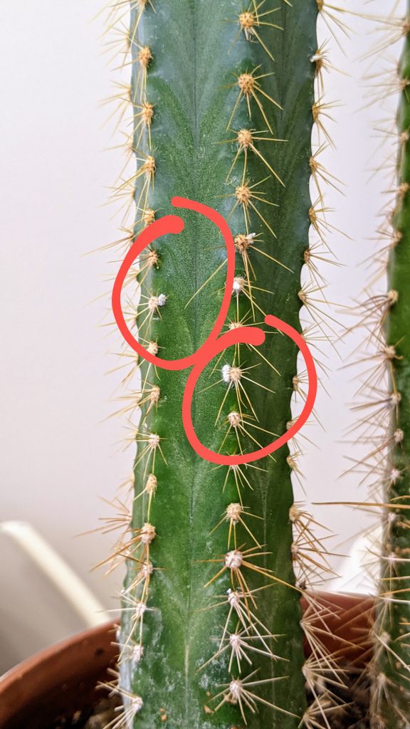 white fuzz spots on a green cactus
