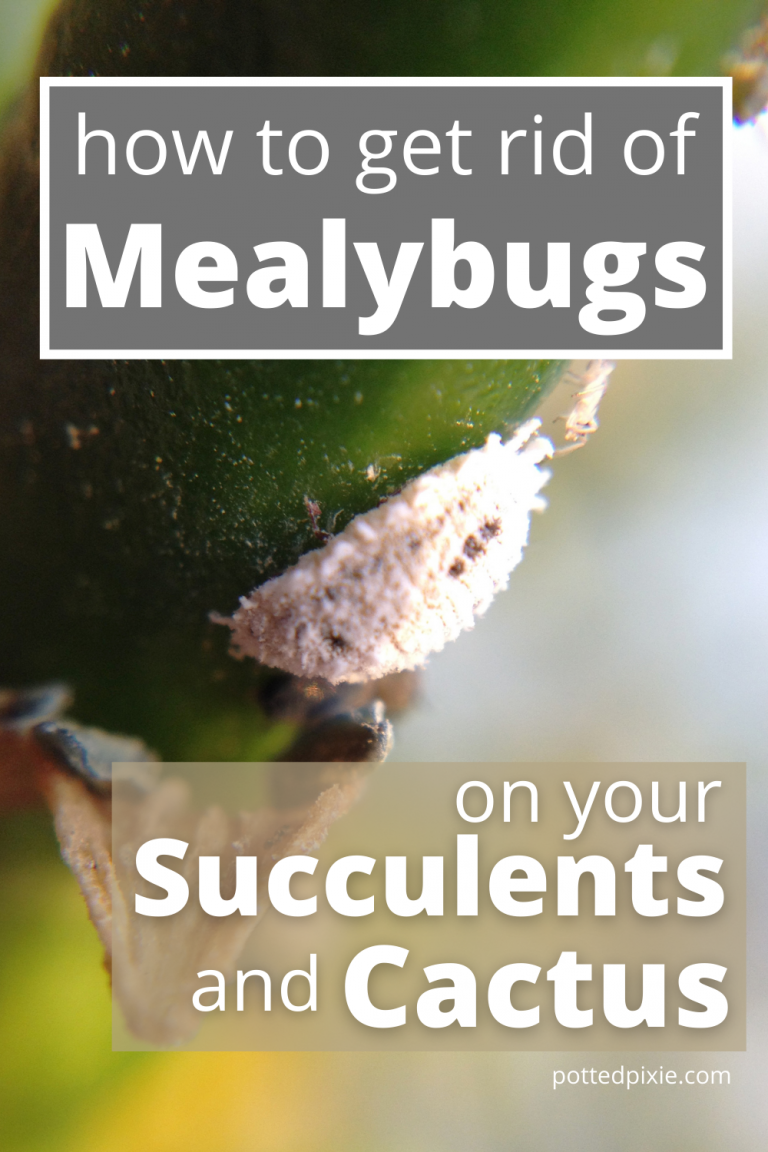 How to Get Rid of Mealybugs on Your Cactus (and prevent them from ...