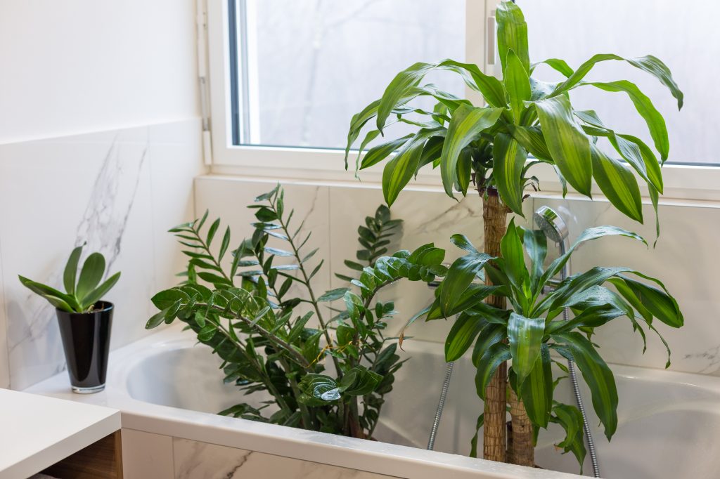 The 13 Best Large Houseplants (that Anyone Can Keep Alive) - Potted Pixie