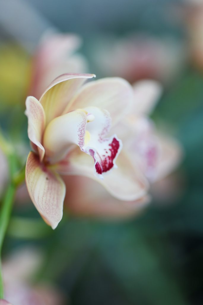 a close up of a light pink orchid flower