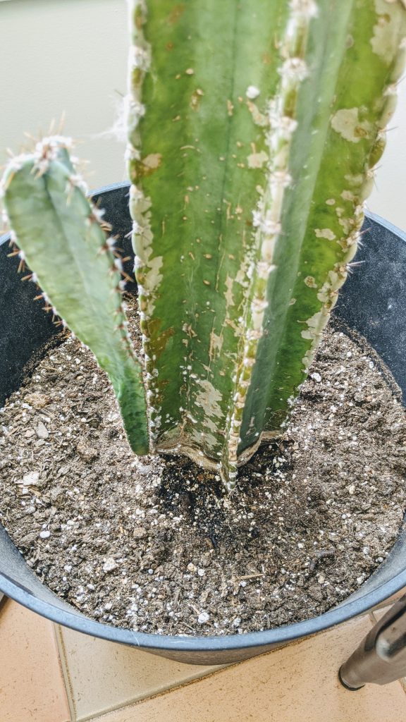 a section of soil at the base of the cactus is darker than the rest of the soil