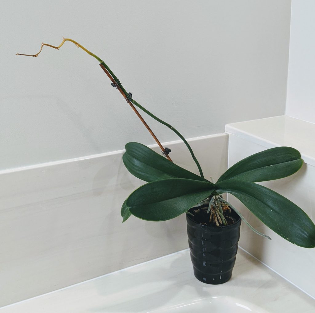 Orchid Care After Flowers Fall Off ( How to Trick Your Orchid into Reblooming)