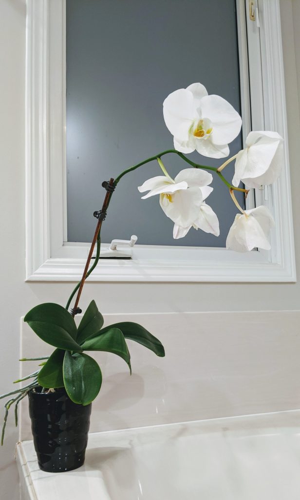 Orchid Care After Flowers Fall Off (+ How to Trick Your Orchid into