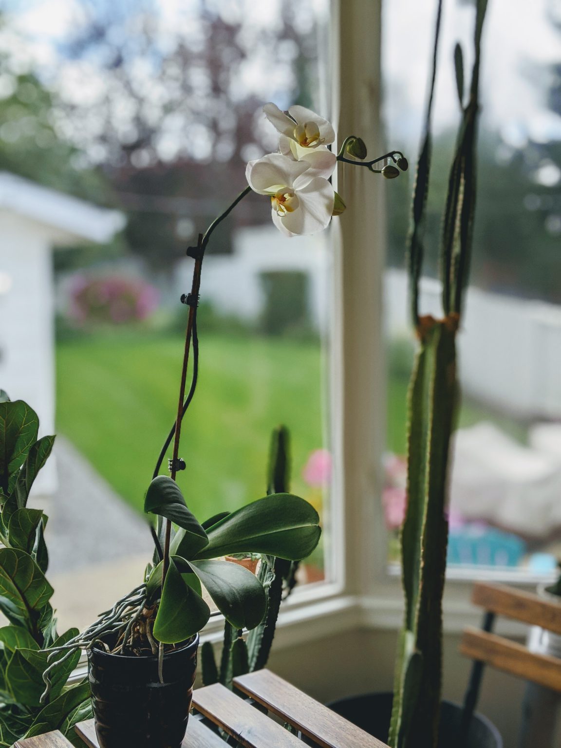 Orchid Care After Flowers Fall Off (+ How To Trick Your Orchid Into ...