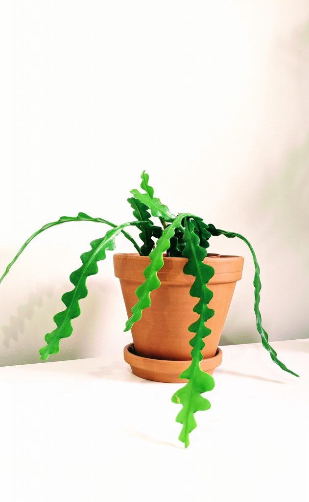 a plant in the shape of a zig zag in an orange pot