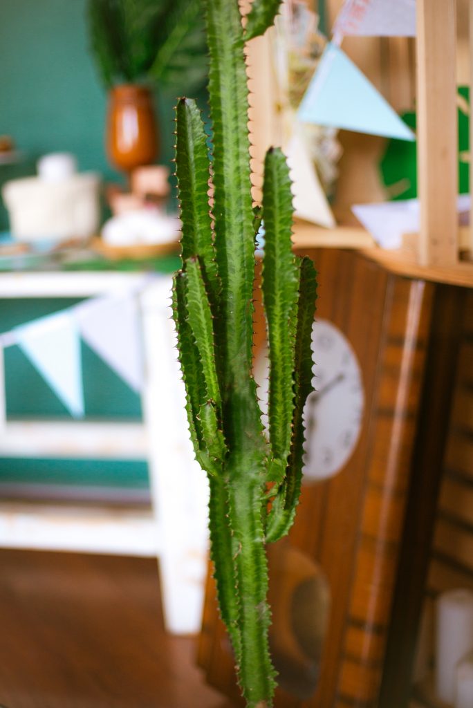 a tall green cactus in a living room