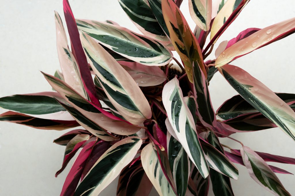 indoor plant with long slim leaves with stripes of pink and white