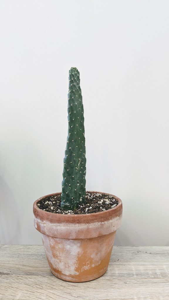 a tall and skinny cactus in a terracotta pot with white residue on the exterior