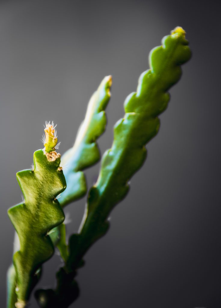new growth on a green cactus in the shape of a zig zag