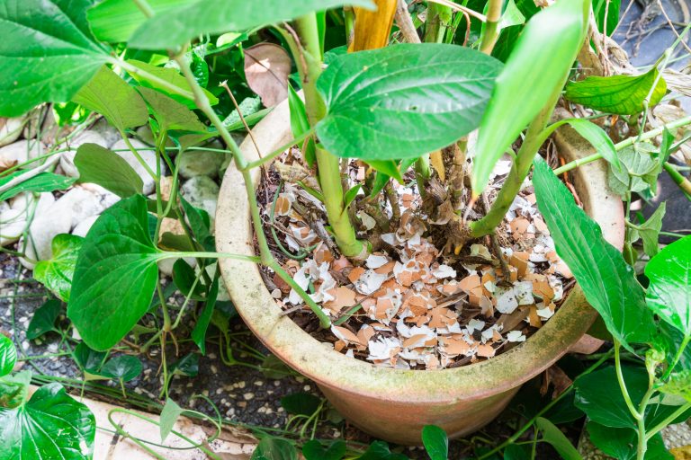 Are Eggshells in Houseplants a Good Idea? Everything You Need to Know
