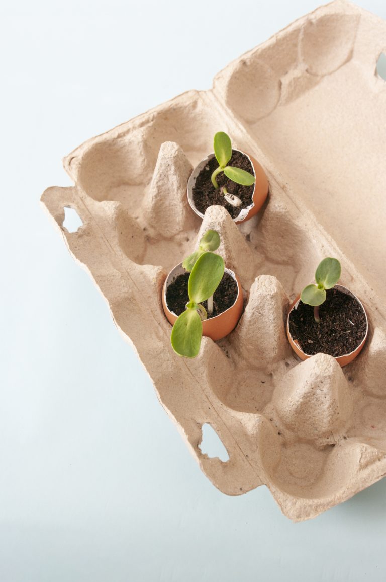 Are Eggshells in Houseplants a Good Idea? Everything You Need to Know