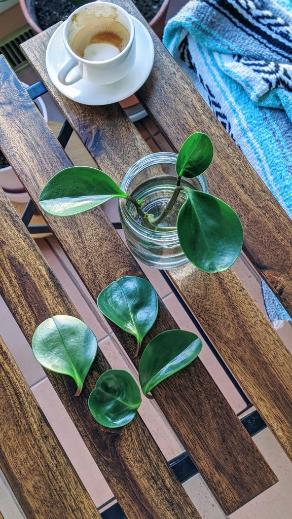 leaf and stem cuttings on a table
