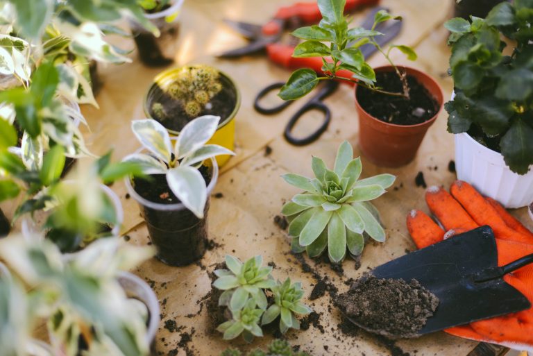 13 Indoor Plant Tools to Instantly Boost Your Plant Parent Status to Expert