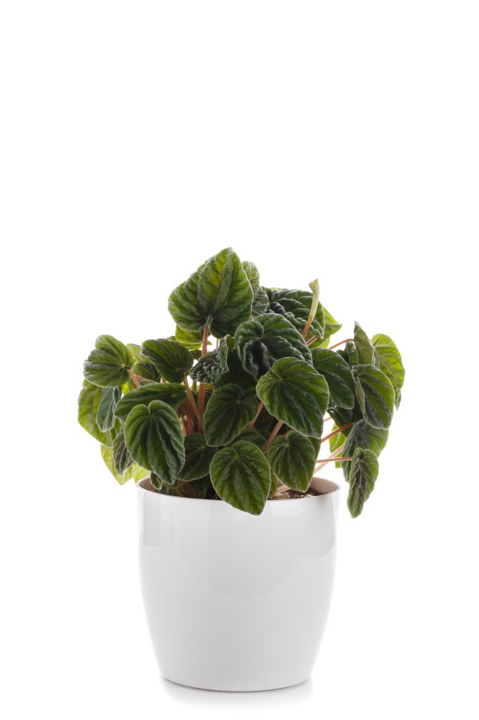a green and bushy plant in a white pot on a white background
