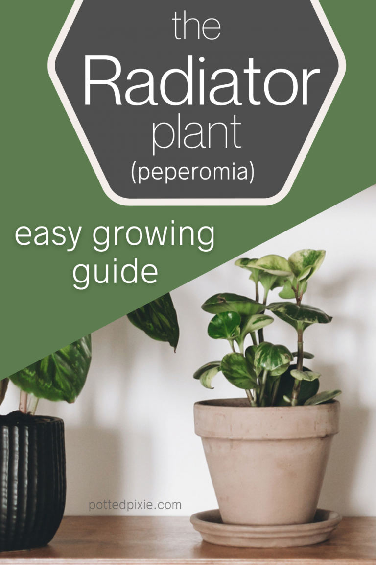 Radiator Plant Care Easy Growing Guide (with pictures) Potted Pixie