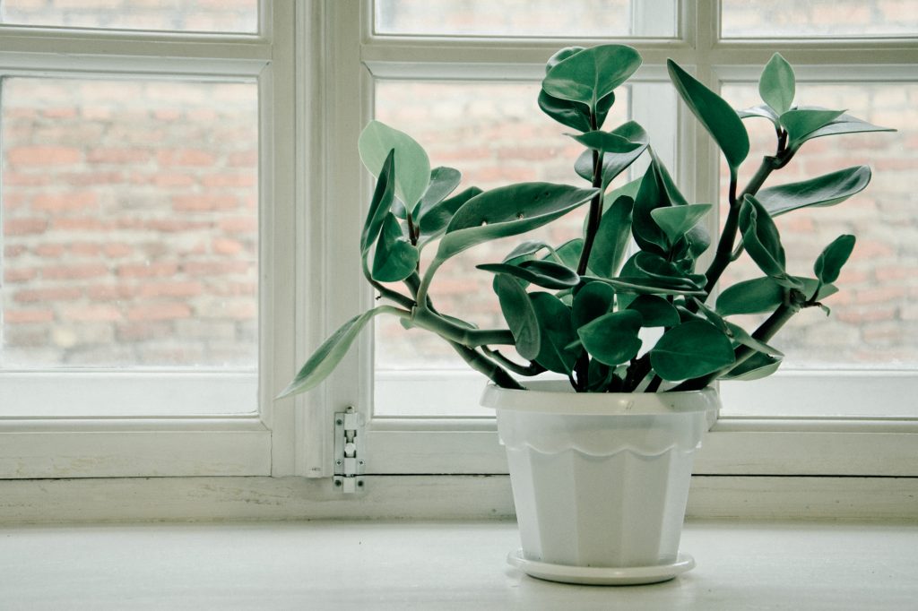 a green foliage plant in a white pot sits in front of a window with a brick building in the background
