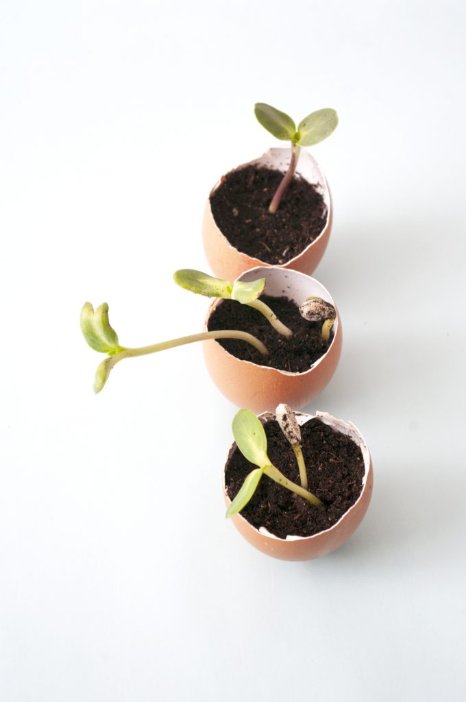 seeds started in eggshells with soil