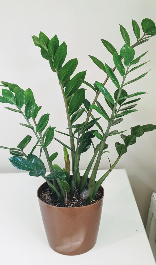 Indoor Plant Care for Beginners: 15 Fail-Proof Tips for Success