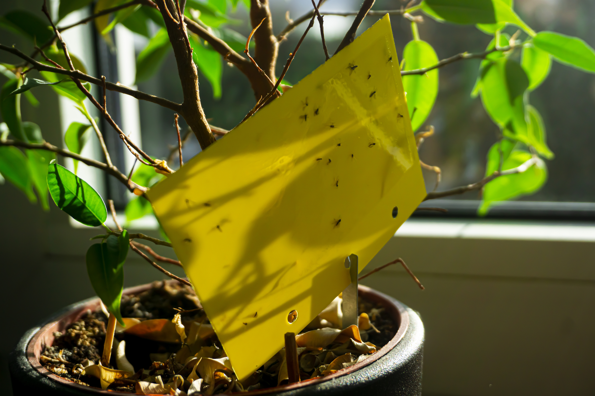 How to Get Rid of Fungus Gnats in Houseplants, Organically! ~ Homestead and  Chill