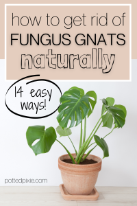 How to Get Rid of Gnats in Plants Naturally: 14 Ways That Work