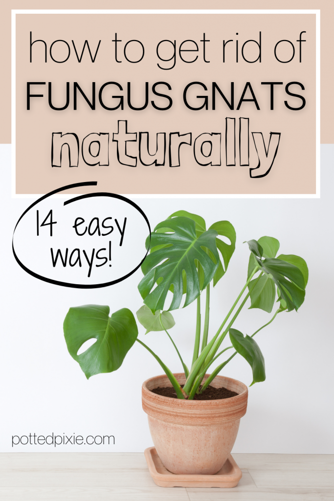 https://pottedpixie.com/wp-content/uploads/2021/02/how-to-get-rid-of-gnats-in-plants-naturally-683x1024.png