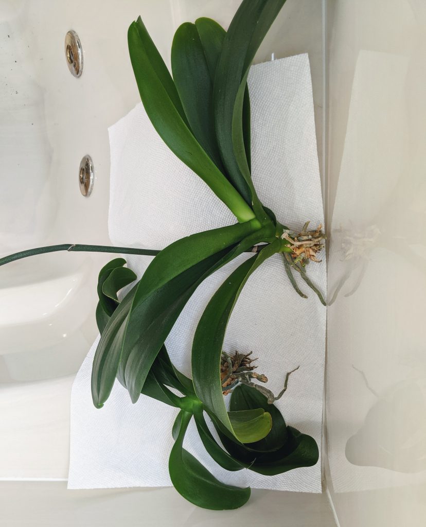 two orchid plants pulled out of their pots laying on paper towel