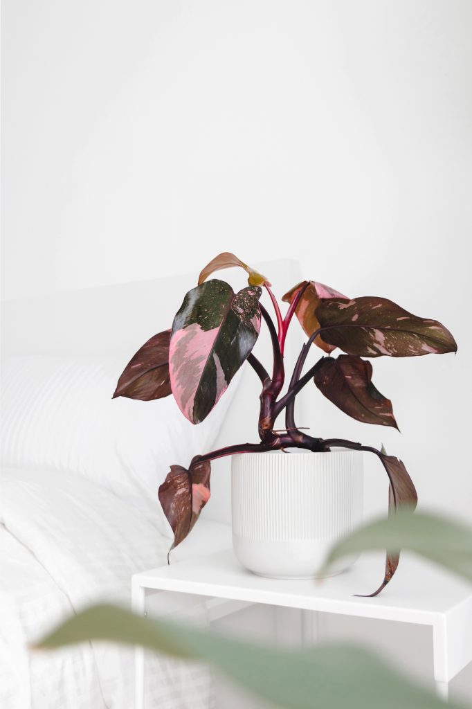a plant with pink and olive colored leaves sits in a white pot against a white background