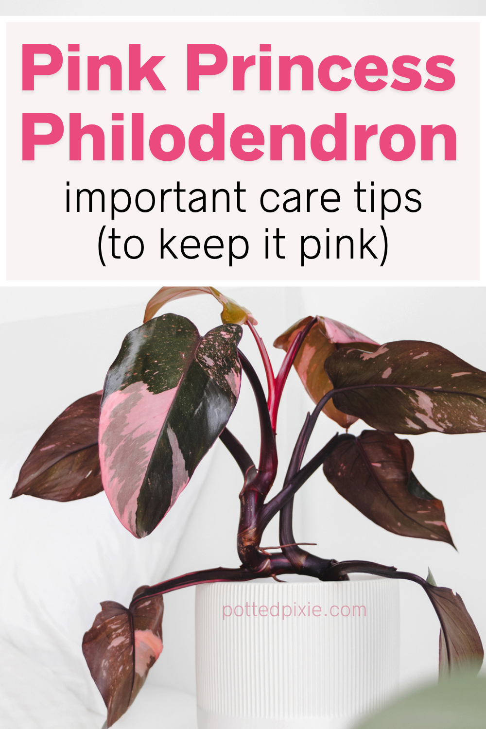 Pink Princess Philodendron Care: Proven Tips to Keep it Pink