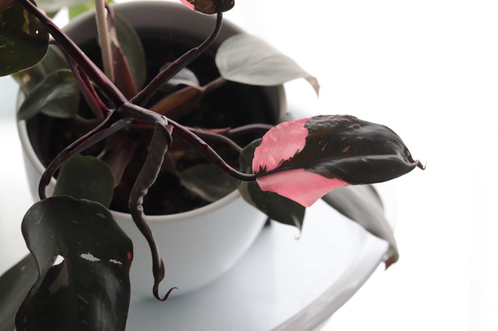 a plant in a white pot with one leaf in focus that is half pink