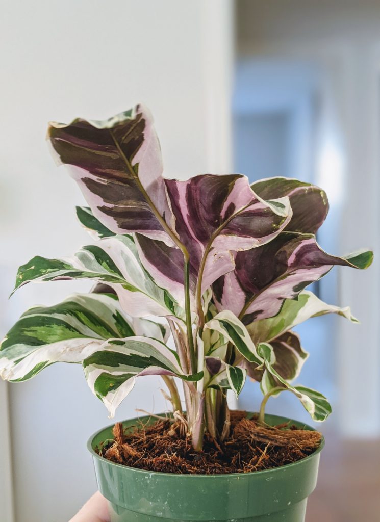 a plant with white-striped foliage with purple undersides in a green pot