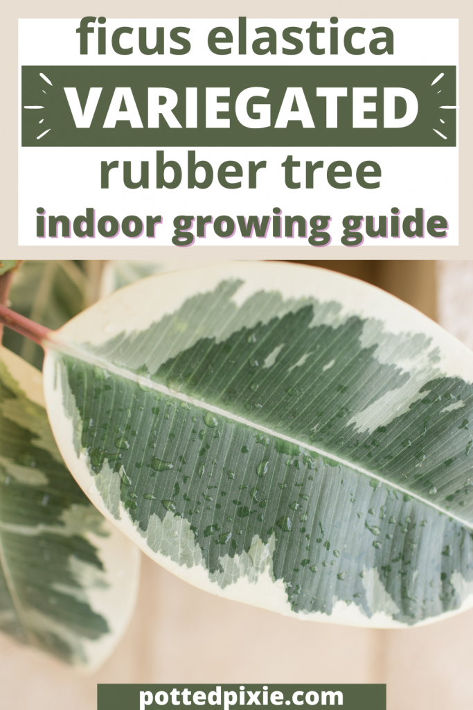 Variegated Rubber Plant Care: Flourishing Ficus Tips - Potted Pixie
