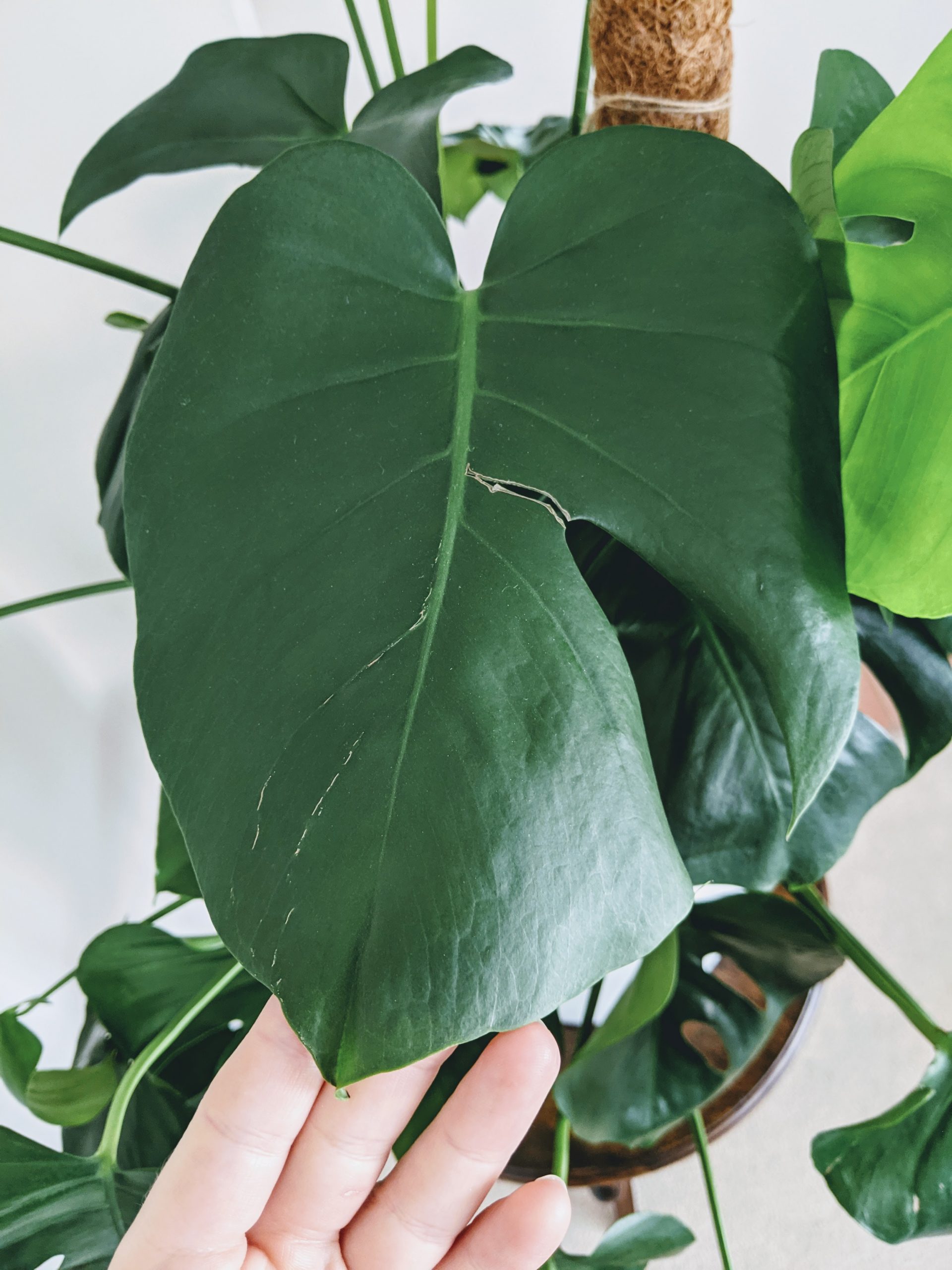 Diagnose Your Damaged Monstera Leaves: Tearing, Ripping and Bending