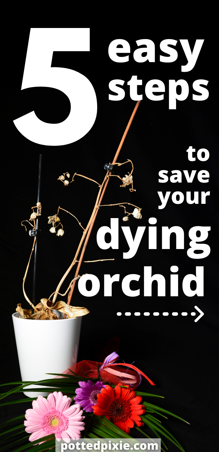 How to Save a Dying Orchid in 5 Steps Potted Pixie