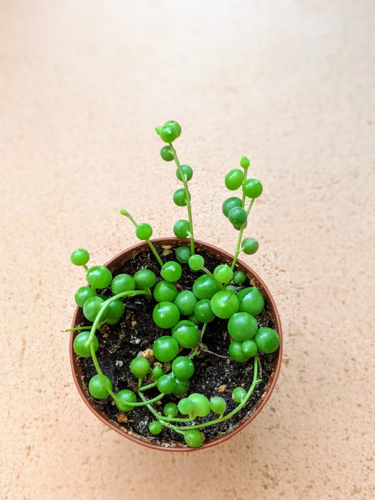 a young green plant with round, sphere-like leaves