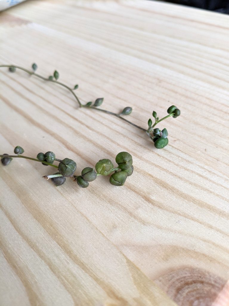 Is this a thirsty string of pearls or a healthy string of beads