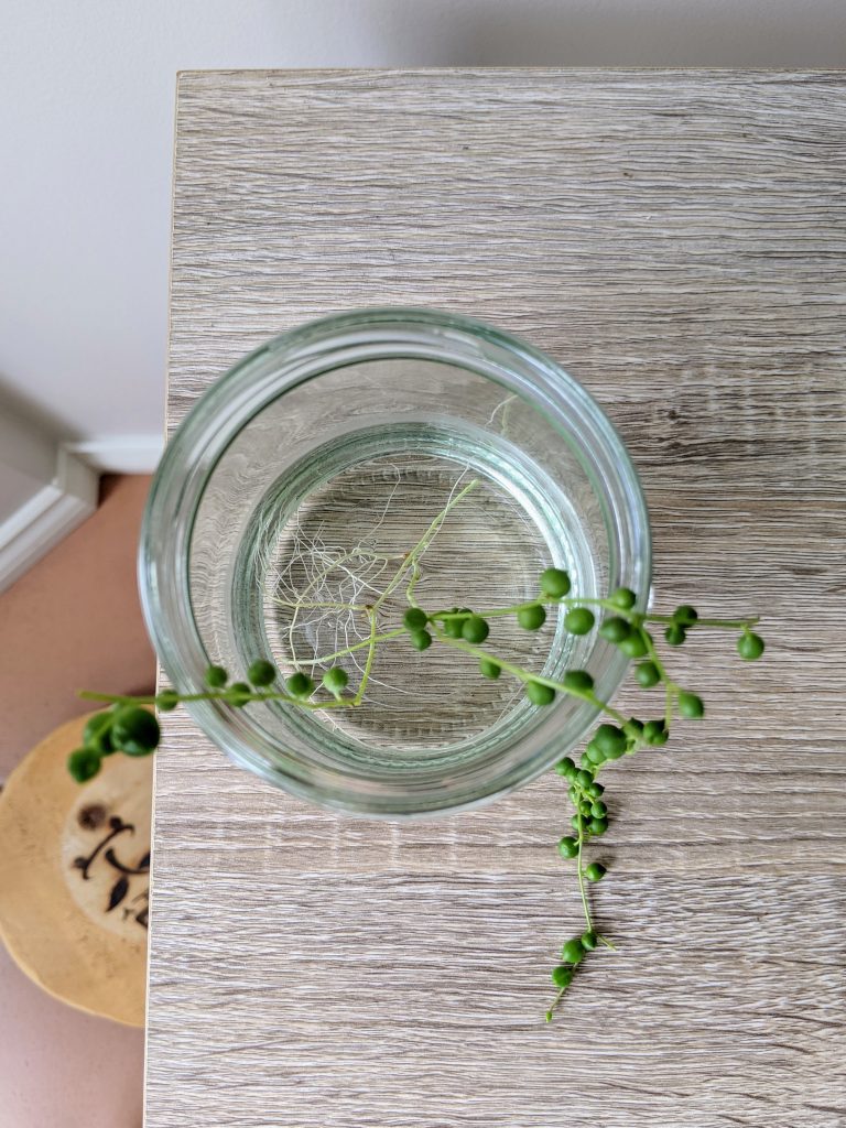strands of a trailing plant sits suspended in a jar of water