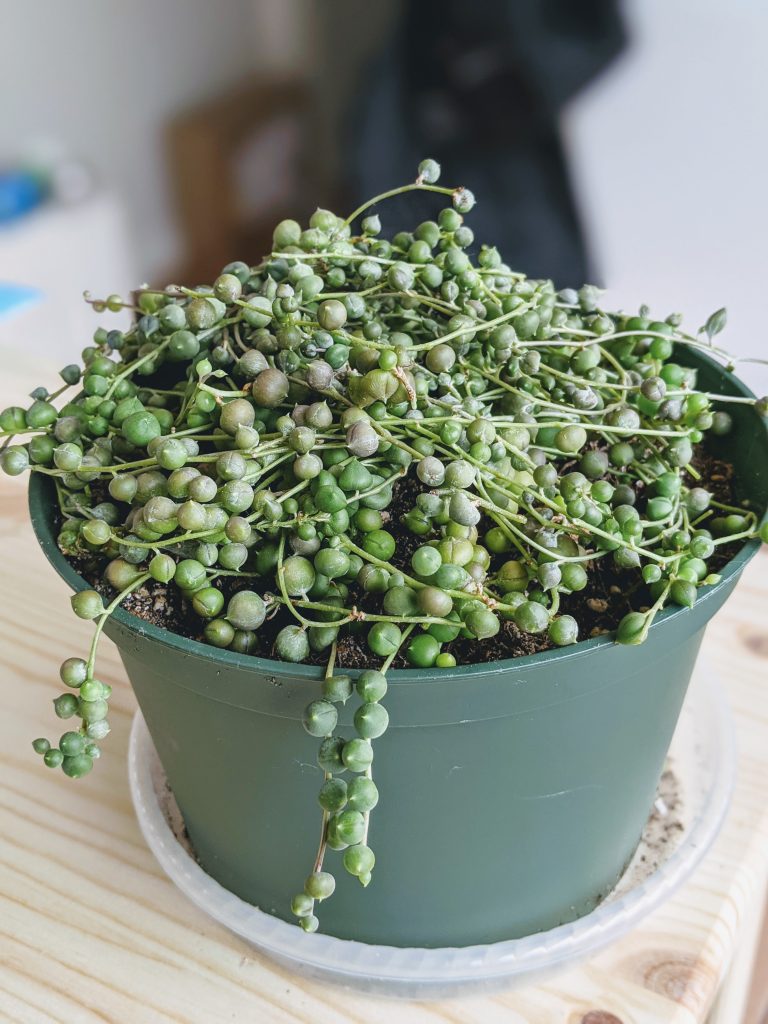 Find Out Why Your String of Pearls is Dying and How to Save It