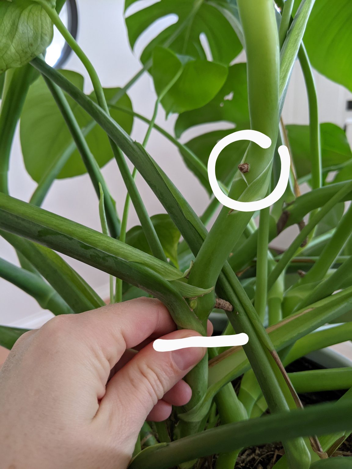 How to Propagate a Monstera in Water in 5 Easy Steps (+ tips for success)