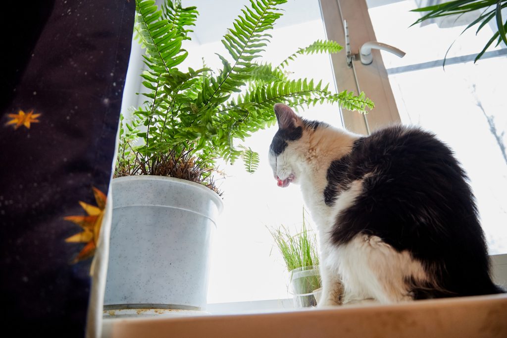 Keep Cats Out Of Your Plants