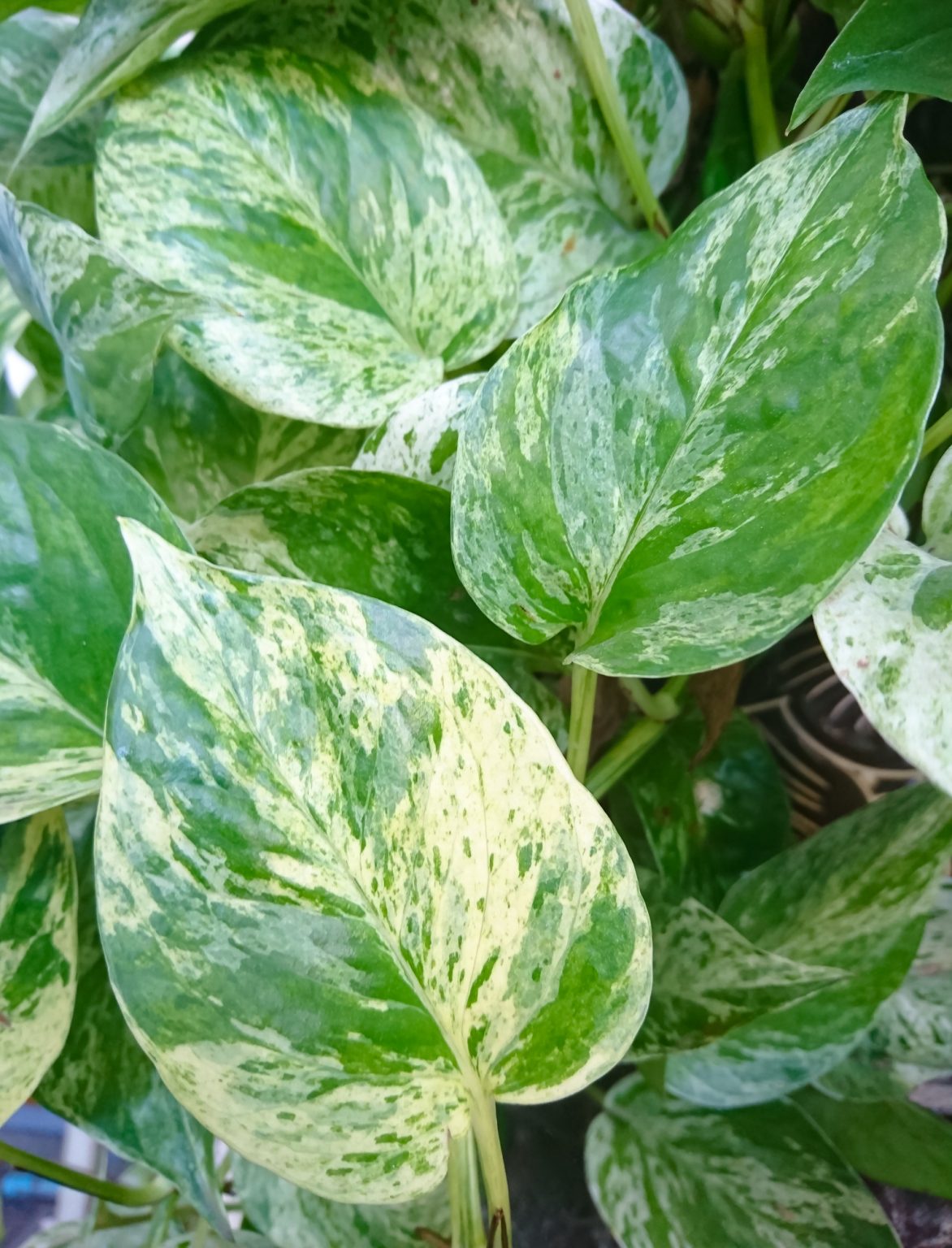 Variegated Pothos Care: All Your Questions Answered - Potted Pixie