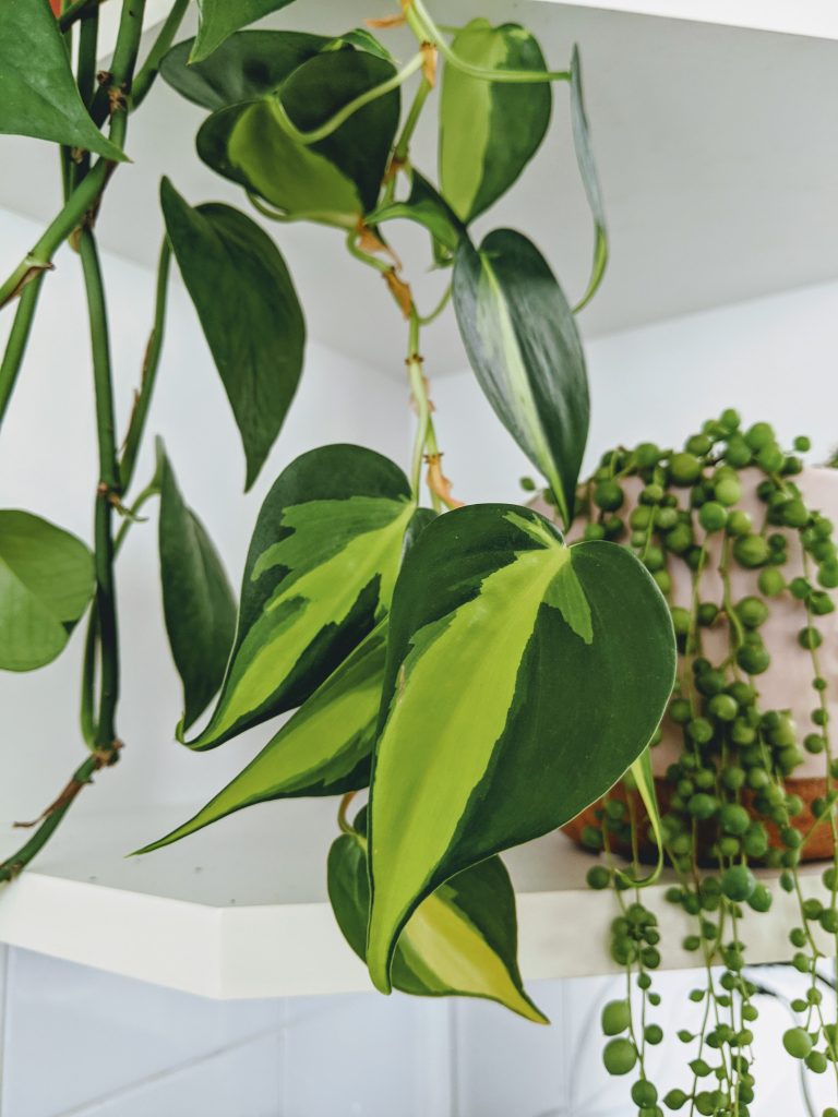 13 Fast Growing Houseplants That Anyone Can Keep Alive (with pictures)