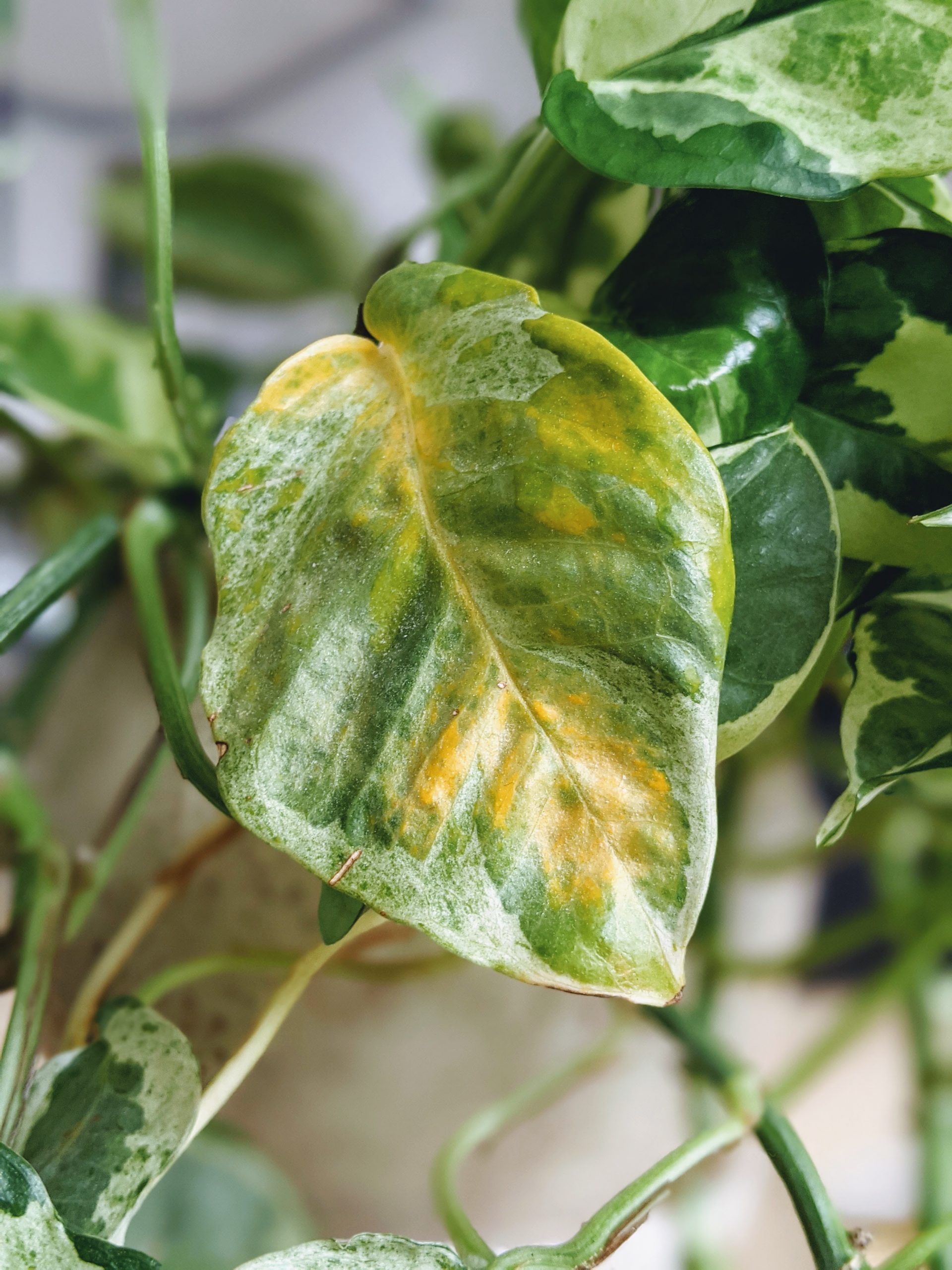 Variegated Pothos Care: All Your Questions Answered - Potted Pixie