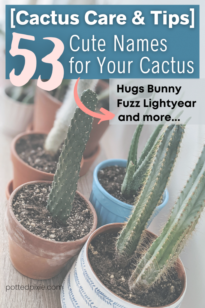53 Cute Names for a Cactus Based on Pop Culture Characters
